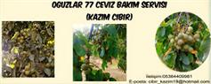 Oğuzlar 77 Ceviz Bakım Servisi - Çorum